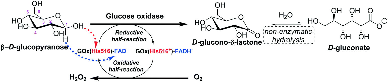 Enzyme production of d -gluconic acid and glucose oxidase: successful tales  of cascade reactions - Catalysis Science & Technology (RSC Publishing)  DOI:10.1039/D0CY00819B