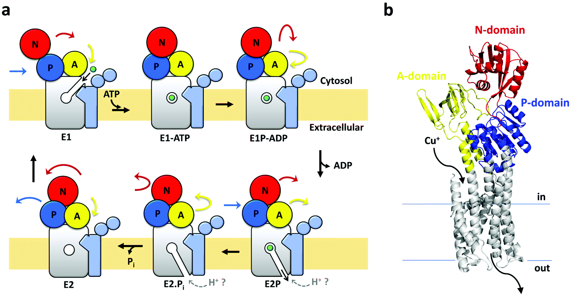 Transmembrane Cu( i ) P-type ATPase pumps are electrogenic uniporters - Dalton Transactions Publishing)