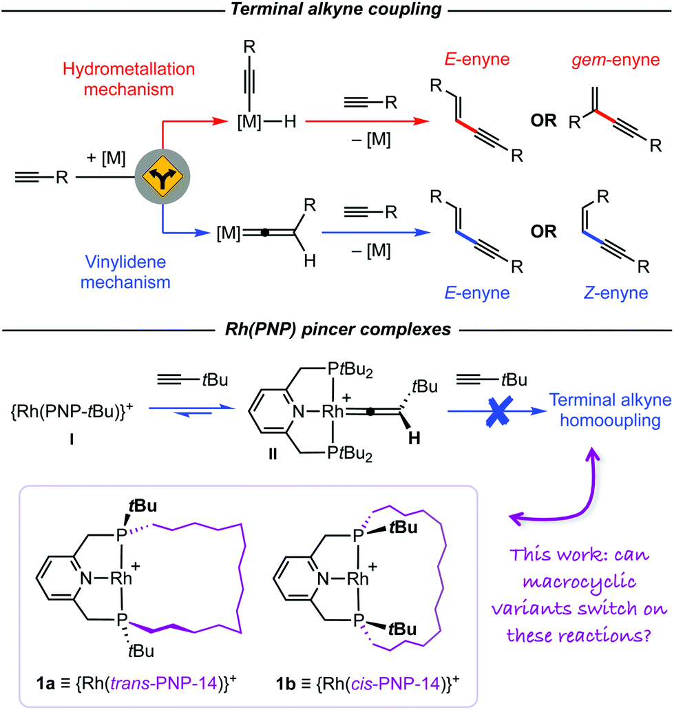 Reactions Of Rh Pnp Pincer Complexes With Terminal Alkynes Homocoupling Through A Ring Or Not At All Dalton Transactions Rsc Publishing Doi 10 1039 D0dte