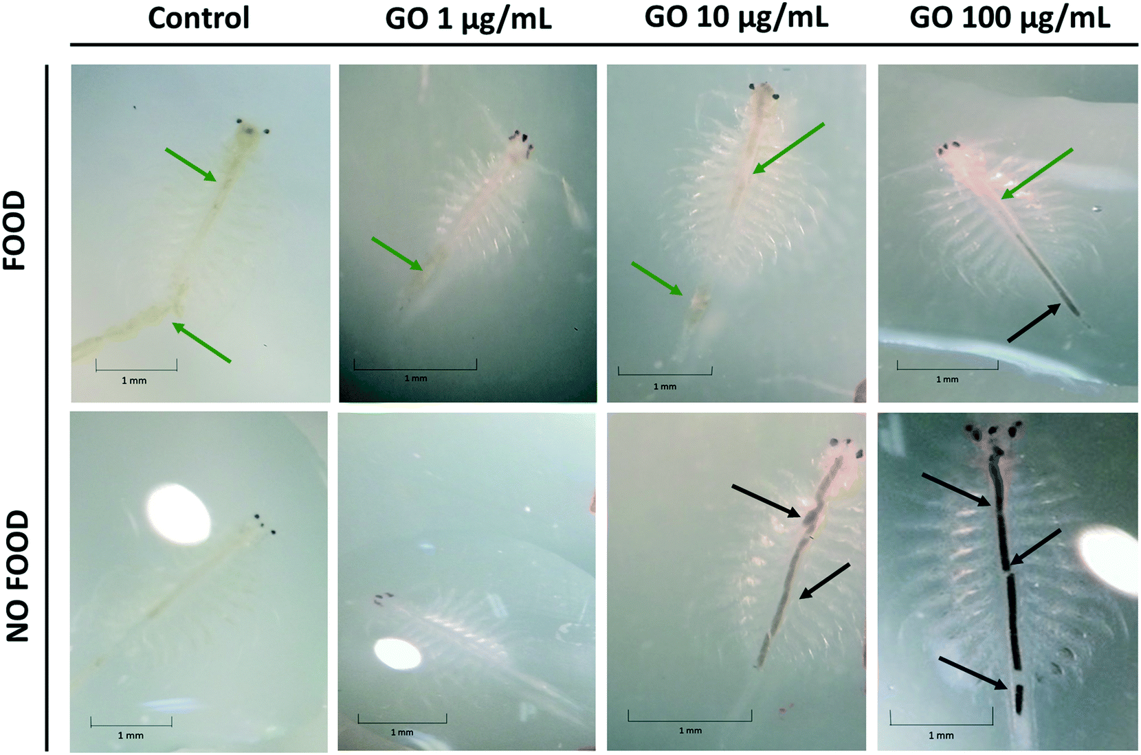 Ecotoxicological Impact Of Graphene Oxide Toxic Effects On The Model Organism Artemia Franciscana Environmental Science Nano Rsc Publishing Doi 10 1039 D0ena