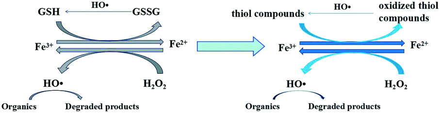 Glutathione promoted Fenton degradation: a cocatalyst based on the  HS/SS cycle with hydroxyl radicals - Environmental Science: Water  Research & Technology (RSC Publishing) DOI:10.1039/C9EW00917E
