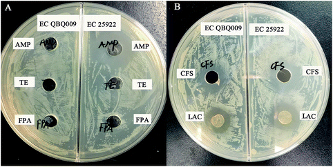 Lactobacillus rhamnosus from human breast milk shows therapeutic ...