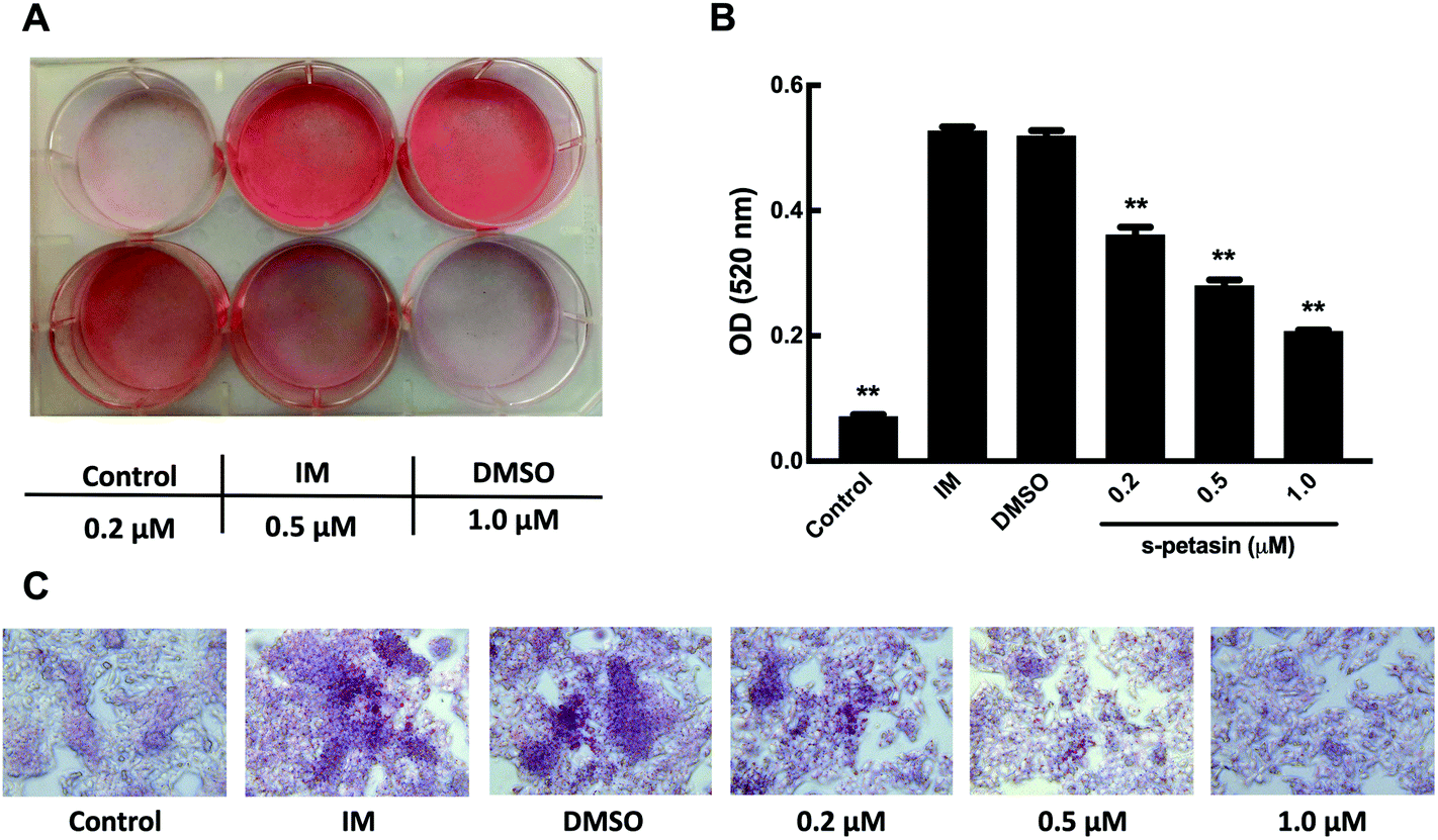 S Petasin Inhibits Lipid Accumulation In Oleic Acid Induced Hepg2 Cells Through Activation Of The Ampk Signaling Pathway Food Function Rsc Publishing Doi 10 1039 D0fok