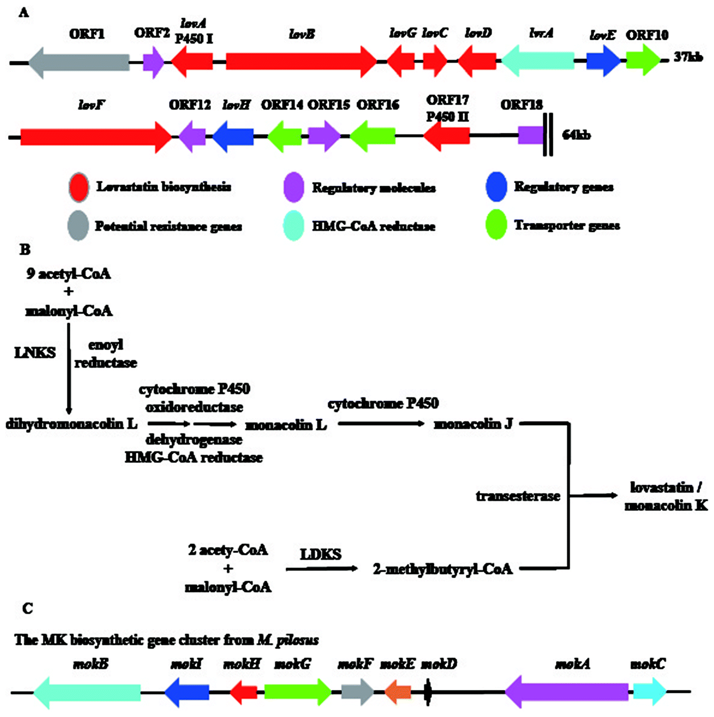 An overview on the biosynthesis and metabolic regulation of