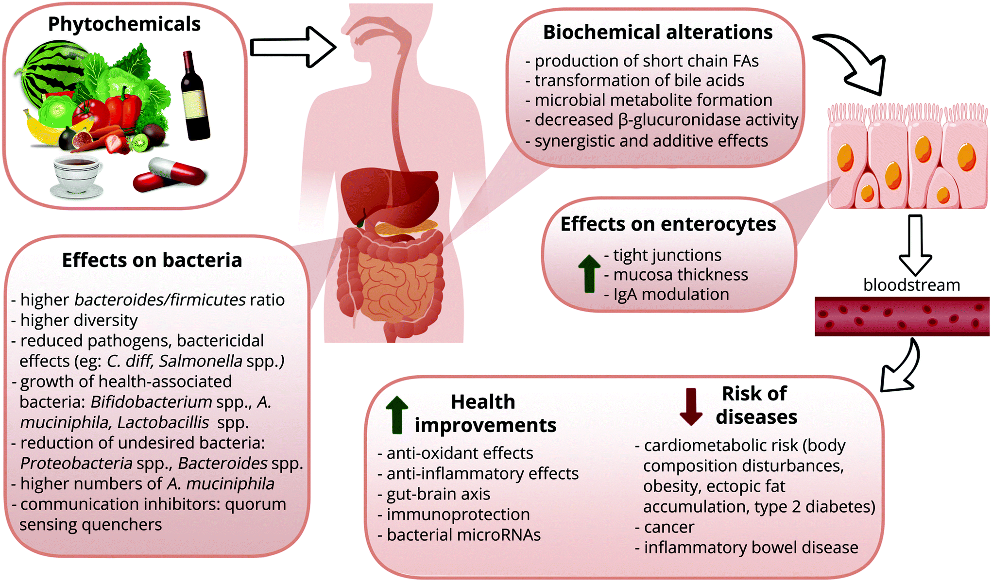 Phytochemicals as modifiers of gut microbial communities - Food 