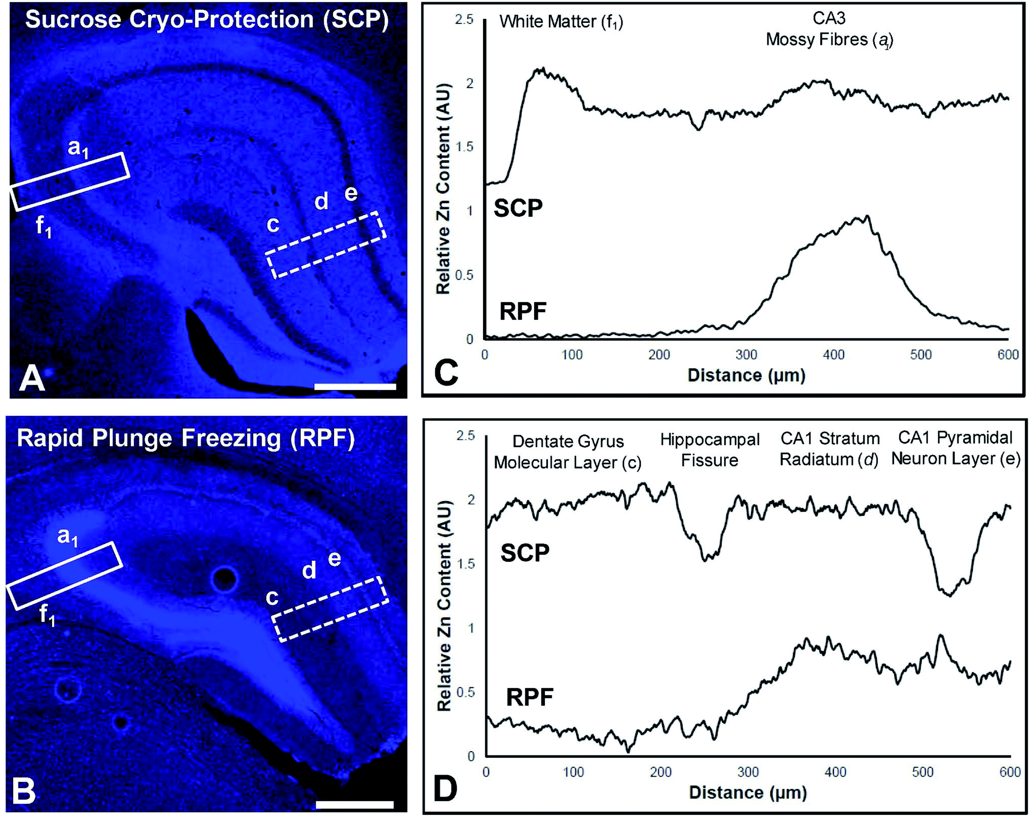 Sample Preparation With Sucrose Cryoprotection Dramatically Alters Zn Distribution In The Rodent Hippocampus As Revealed By Elemental Mapping Journal Of Analytical Atomic Spectrometry Rsc Publishing Doi 10 1039 D0jaa