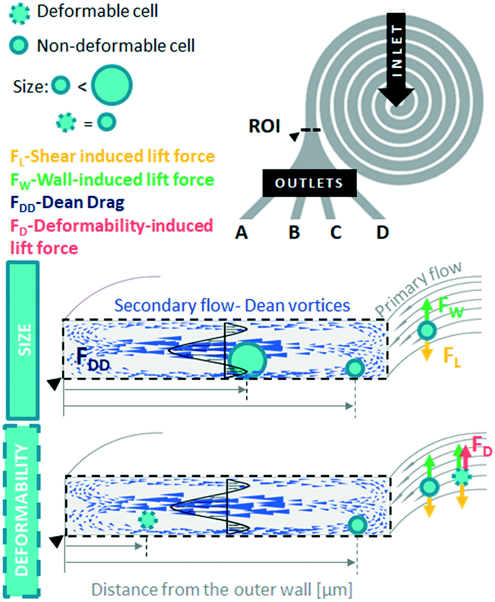 Deformability-induced lift force in spiral microchannels for cell  separation - Lab on a Chip (RSC Publishing) DOI:10.1039/C9LC01000A