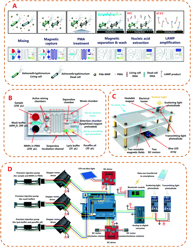 A labonchip device for the sampleinresultout detection of viable