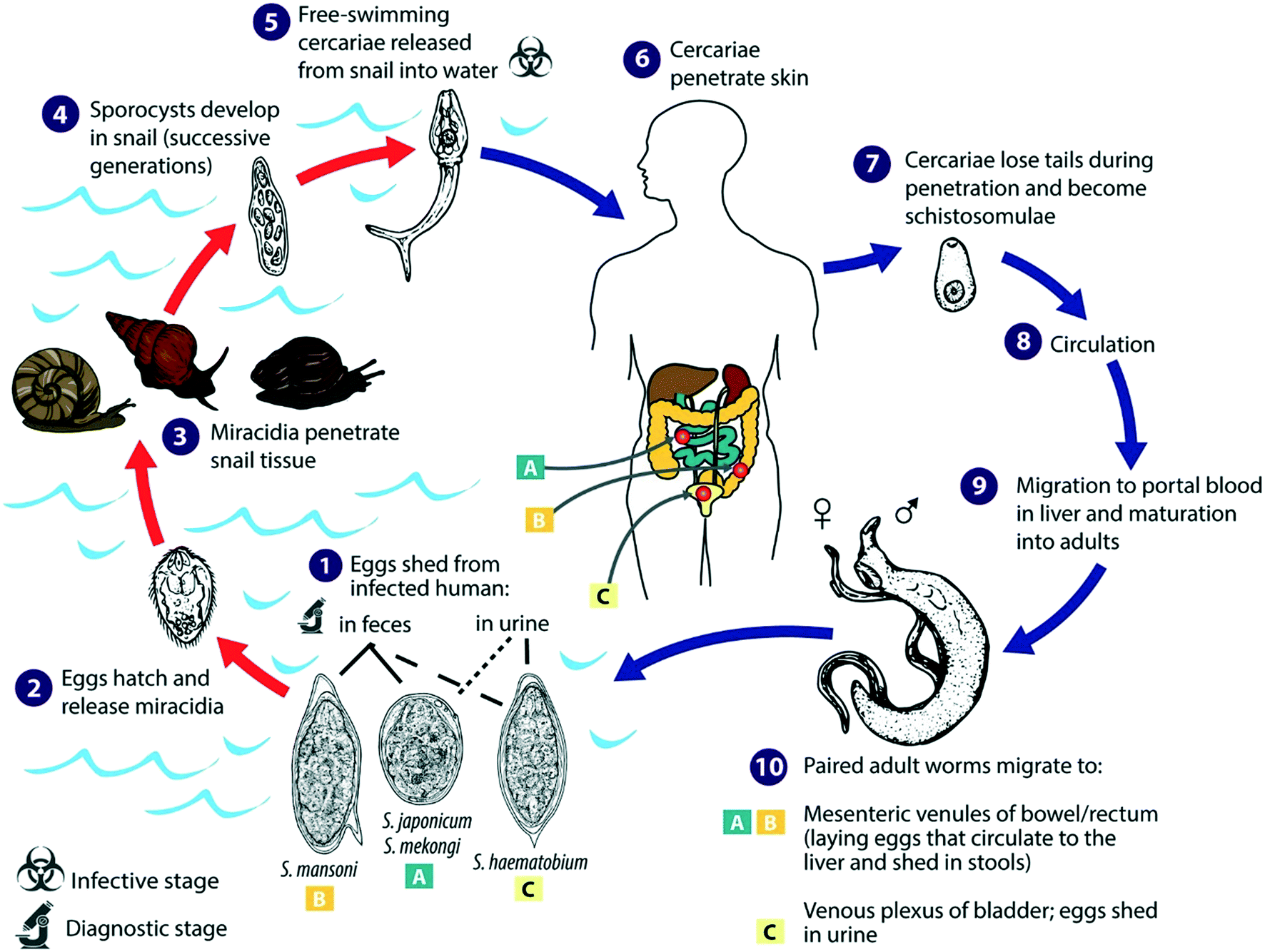 schistosomiasis origin