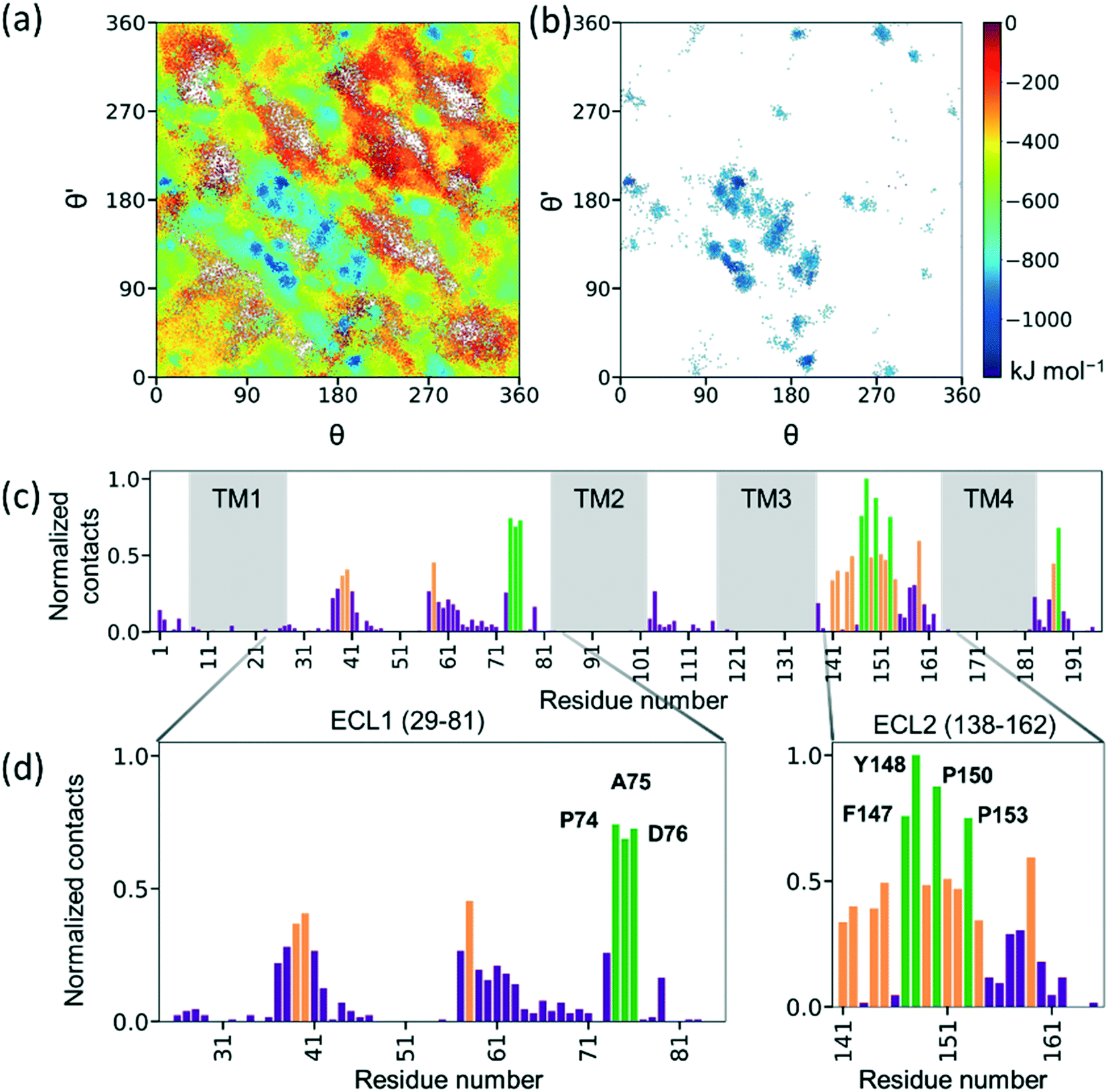 Predicting Selectivity Of Paracellular Pores For Biomimetic