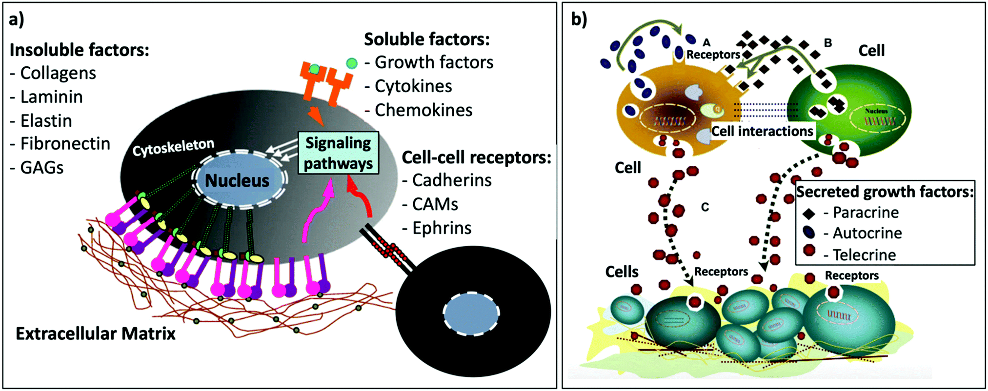 Surface biofunctionalization to improve the efficacy of 