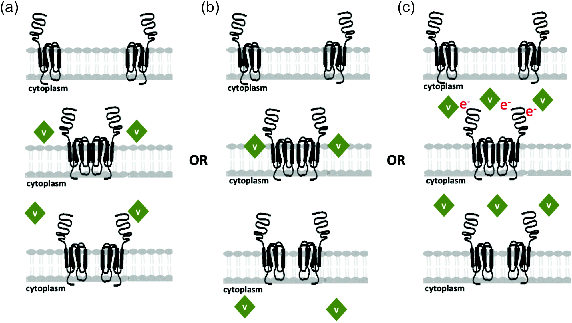 Polyoxometalates Function As Indirect Activators Of A G Protein Coupled Receptor Metallomics Rsc Publishing Doi 10 1039 D0mtb