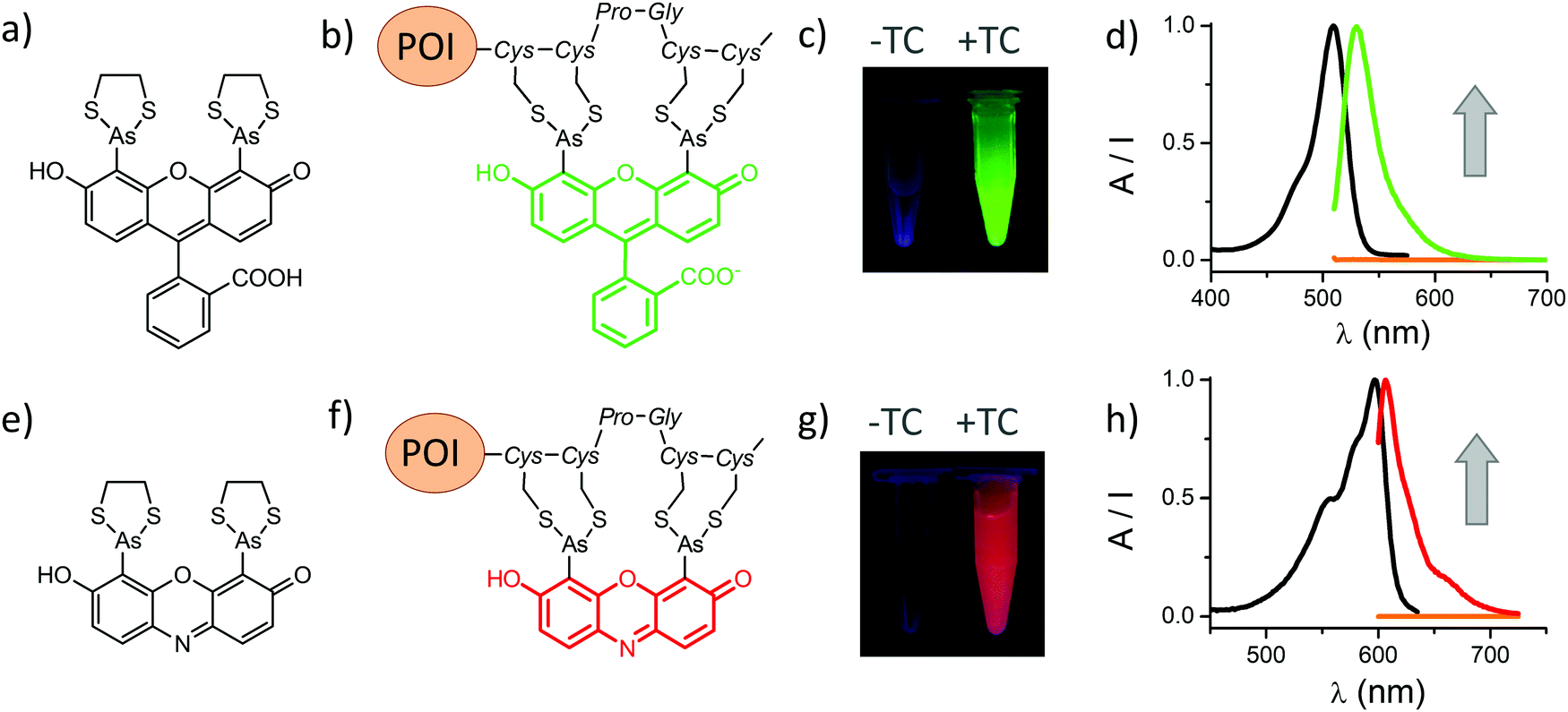 Biarsenical fluorescent probes for multifunctional site-specific  modification of proteins applicable in life sciences: an overview and  future outlook - Metallomics (RSC Publishing) DOI:10.1039/D0MT00093K
