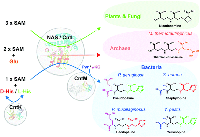 The ancient roots of nicotianamine: diversity, role, regulation