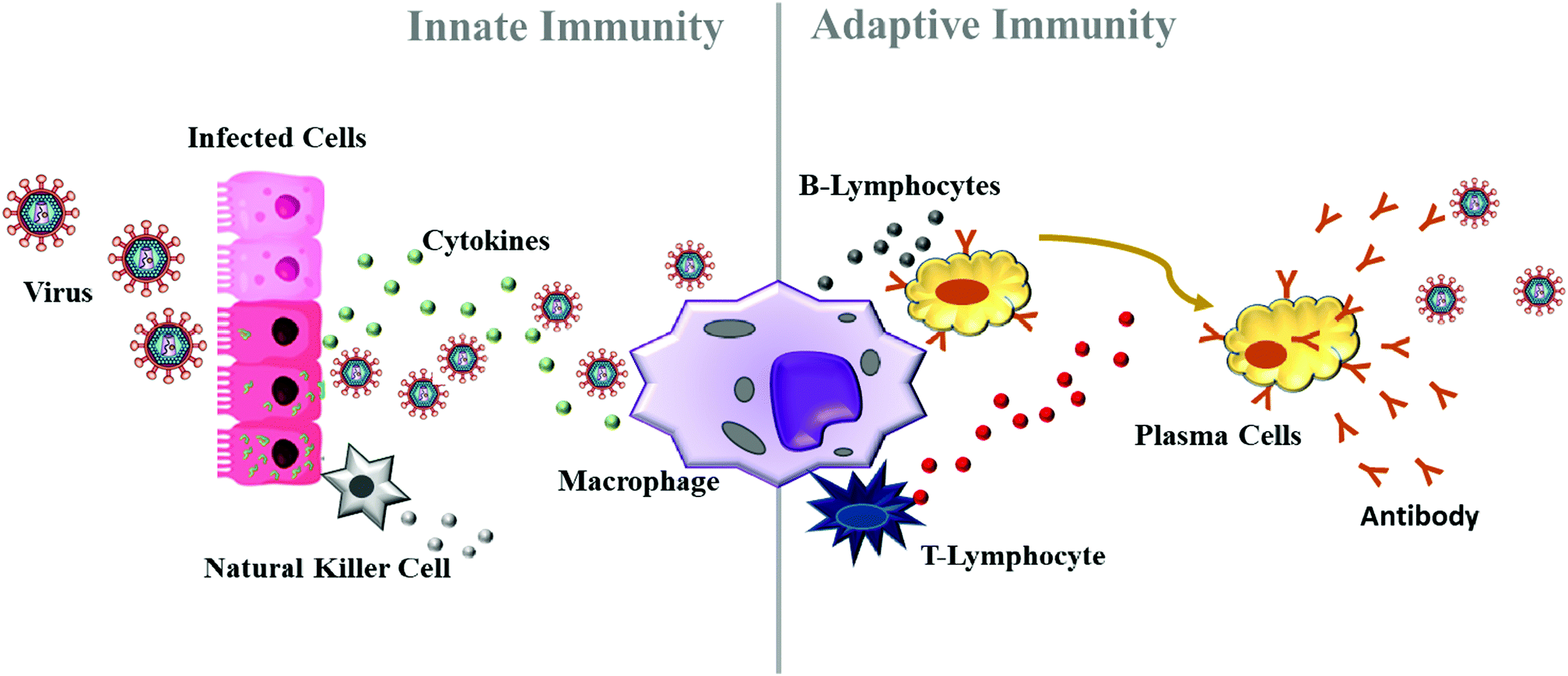 Understanding The Relationship Between Viral Infections And Trace Elements From A Metallomics Perspective Implications For Covid 19 Metallomics Rsc Publishing Doi 10 1039 D0mt00220h