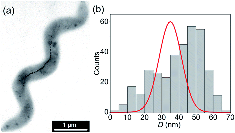 Probing The Stability And Magnetic Properties Of Magnetosome Chains In Freeze Dried Magnetotactic Bacteria Nanoscale Advances Rsc Publishing Doi 10 1039 C9nac