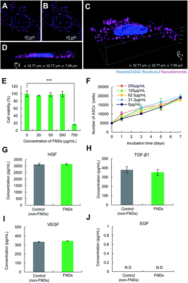 A Quantum Thermometric Sensing And Analysis System Using Fluorescent Nanodiamonds For The Evaluation Of Living Stem Cell Functions According To Intrac Nanoscale Advances Rsc Publishing Doi 10 1039 D0nae