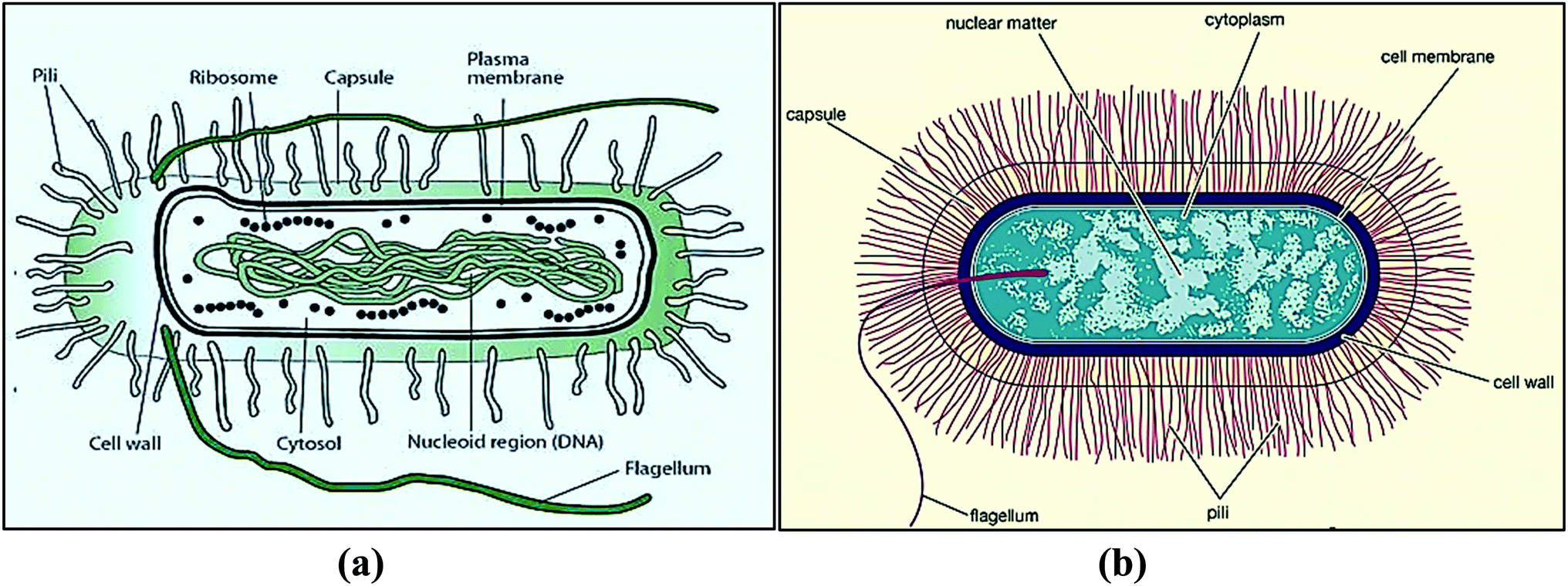 Antimicrobial Coating, Nano Coating, Surface Coating