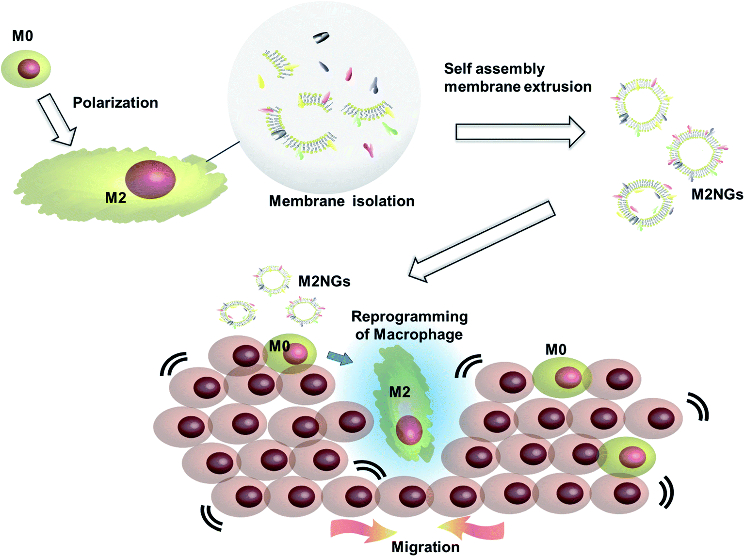 CLA nitration by mitochondria, activated RAW 264.7 macrophages, MPO