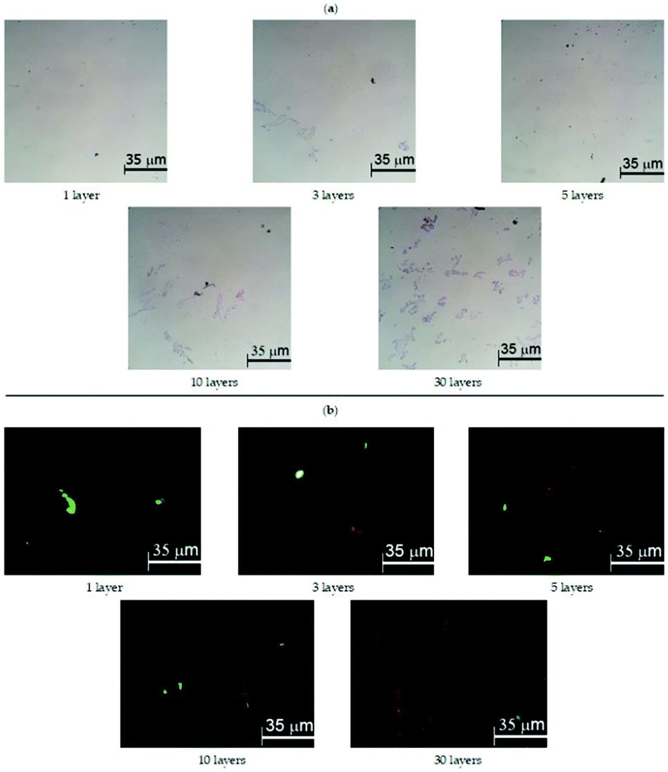 Supramolecular Organization And Optical Properties Of Bodipy Derivatives In Langmuir Schaefer Films New Journal Of Chemistry Rsc Publishing Doi 10 1039 D0nj02855j