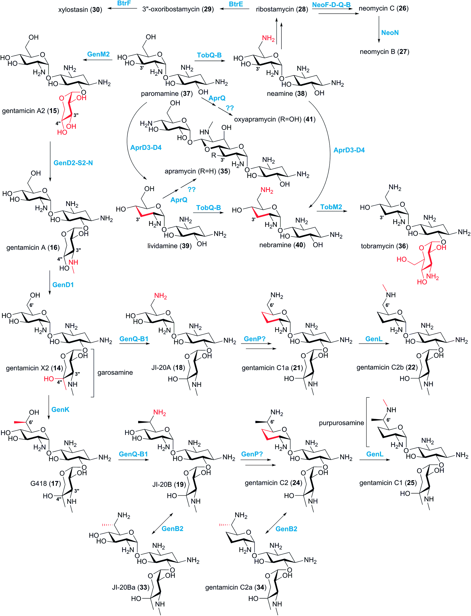 Minor Components Of Aminoglycosides Recent Advances In Their