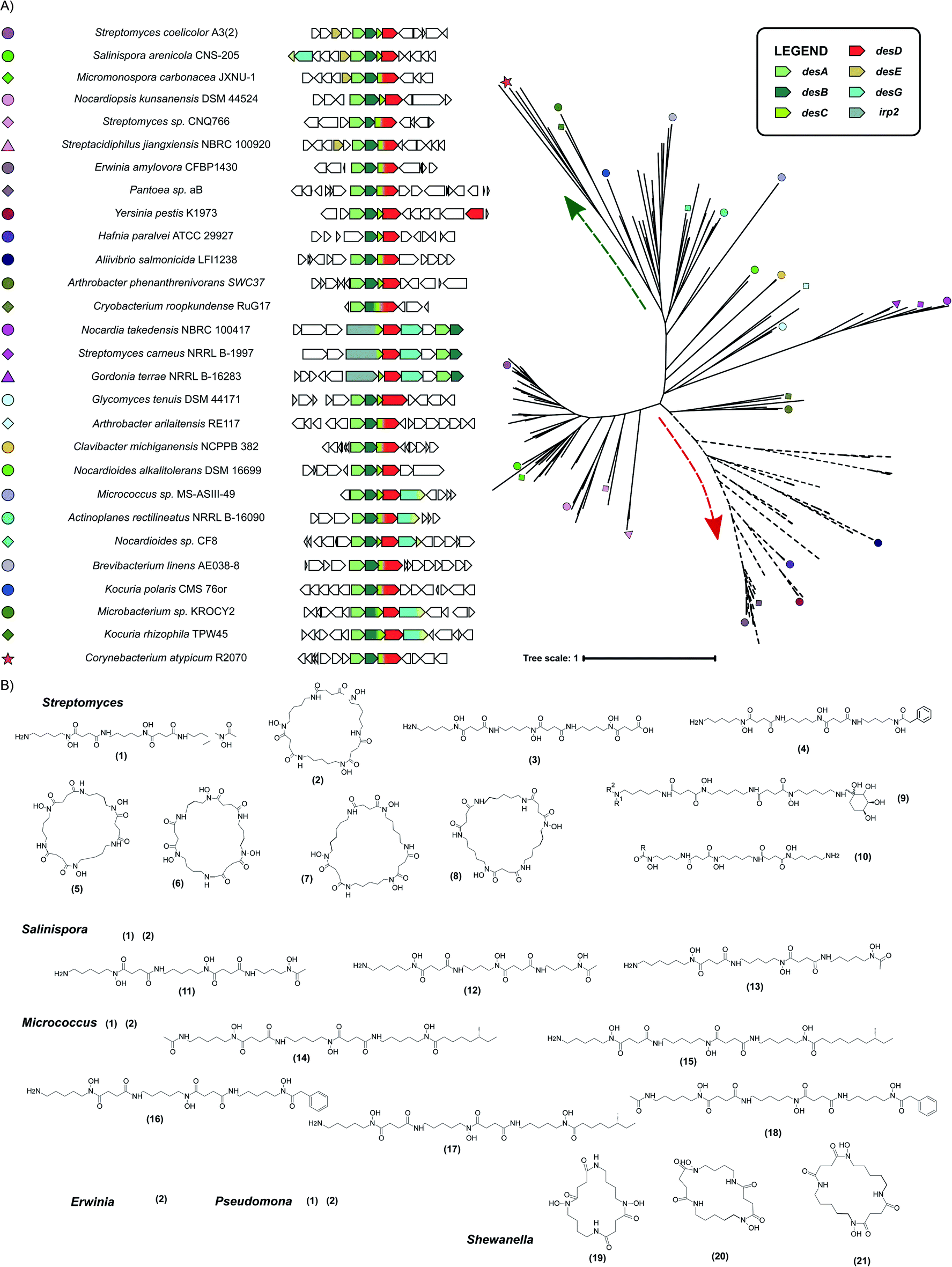 Evolutionary dynamics of natural product biosynthesis in bacteria 