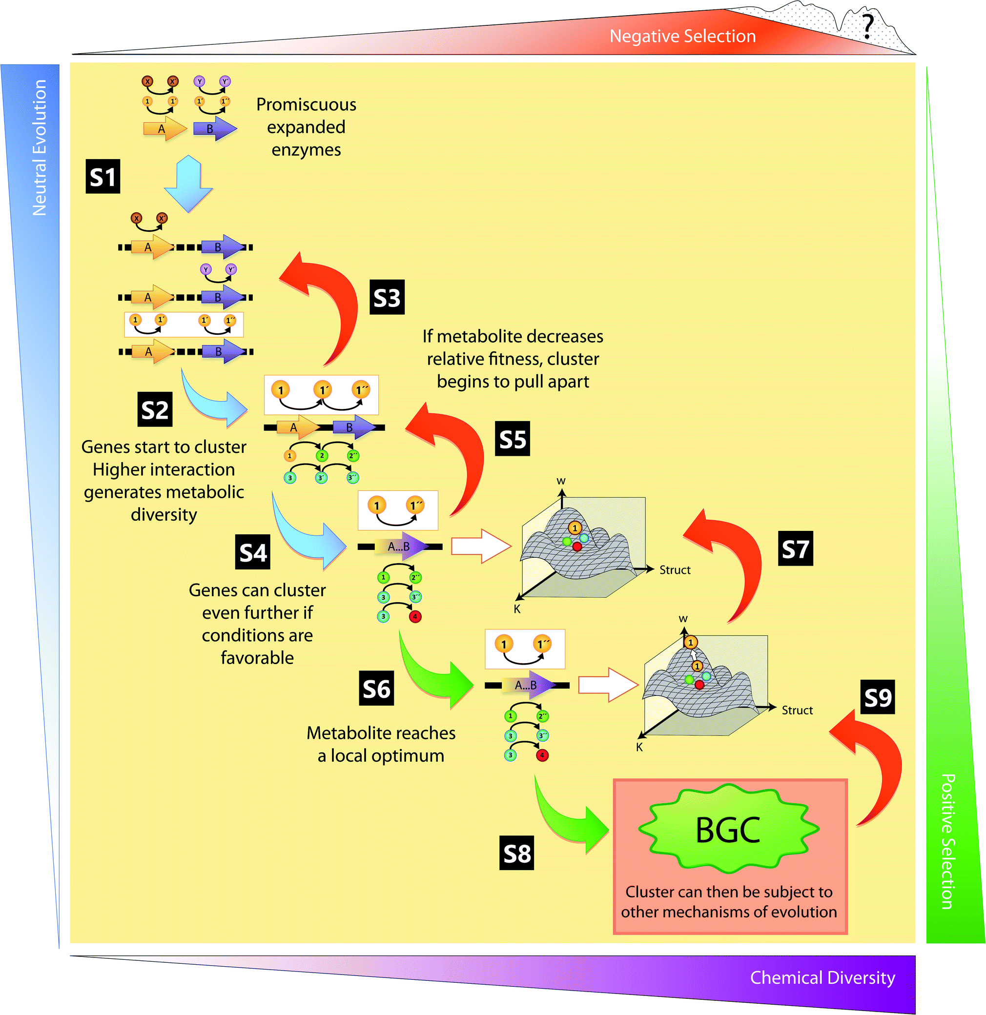 Evolutionary dynamics of natural product biosynthesis in bacteria 