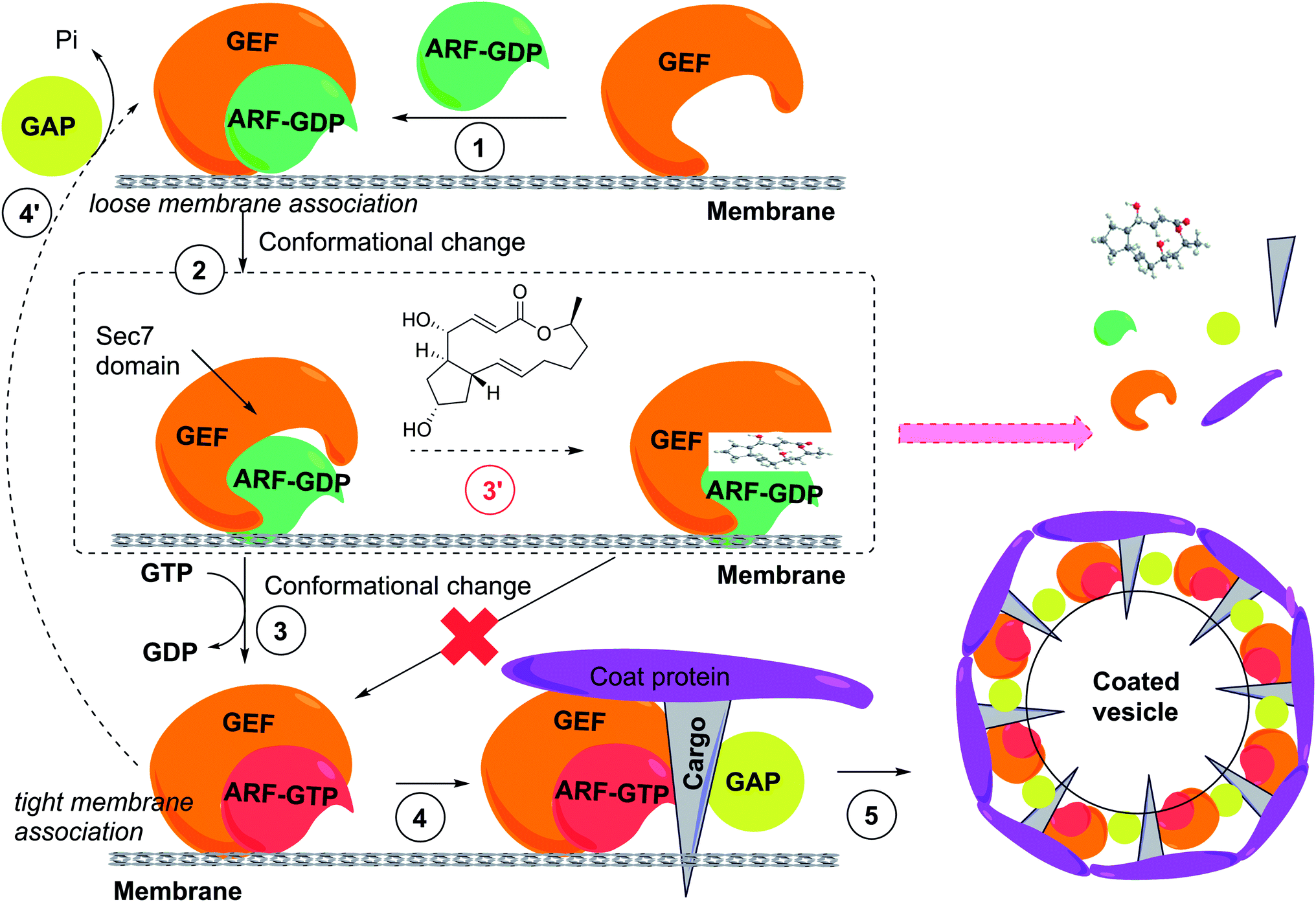 natural products as modulators of eukaryotic protein secretion