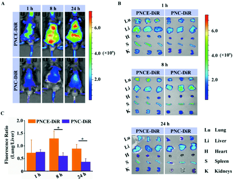 Receptor binding and complex structures of human ACE2 to