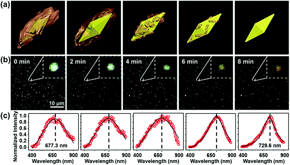 Grand average of event-related potentials recorded in the NMM, NM