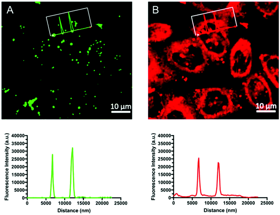 Savant Vågn op Bliv såret Highly selective staining and quantification of intracellular lipid  droplets with a compact push–pull fluorophore based on benzothiadiazole -  Organic & Biomolecular Chemistry (RSC Publishing) DOI:10.1039/C9OB02486G