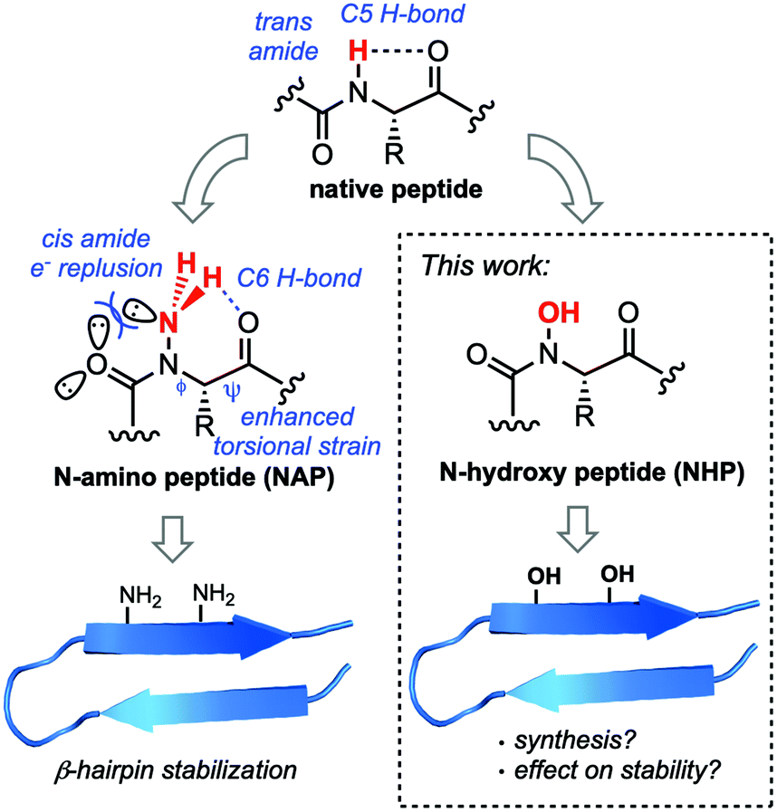 Cis n hydroxy amide