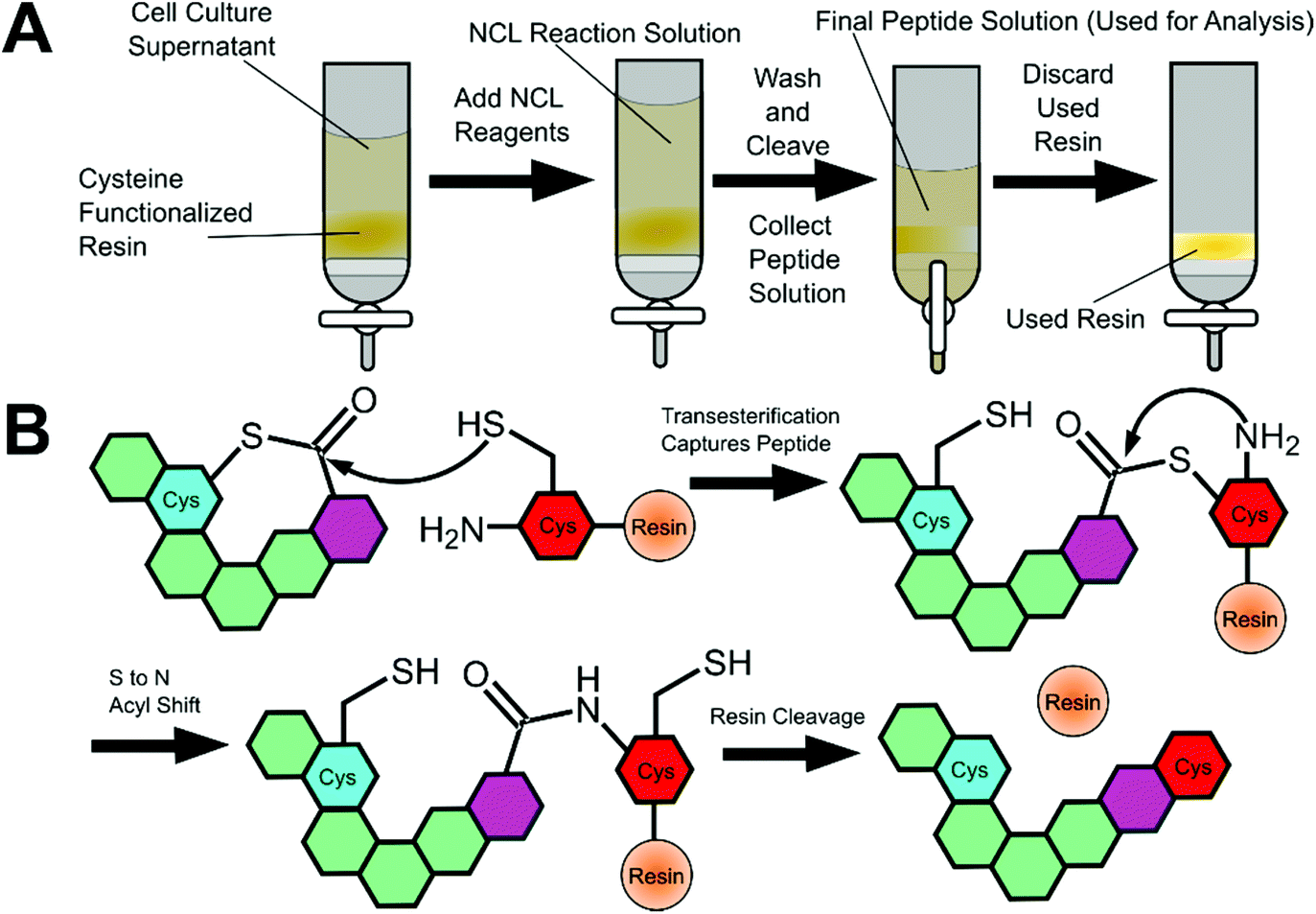 Development And Utilization Of Peptide Based Quorum Sensing Modulators In Gram Positive Bacteria Organic Biomolecular Chemistry Rsc Publishing Doi 10 1039 D0obd