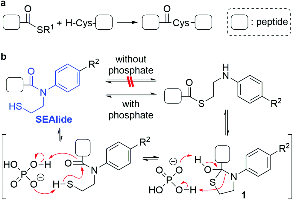 Theoretical Study On Reaction Mechanism Of Phosphate Catalysed N S Acyl Transfer Of N Sulfanylethylanilide Sealide Organic Biomolecular Chemistry Rsc Publishing Doi 10 1039 D0obb