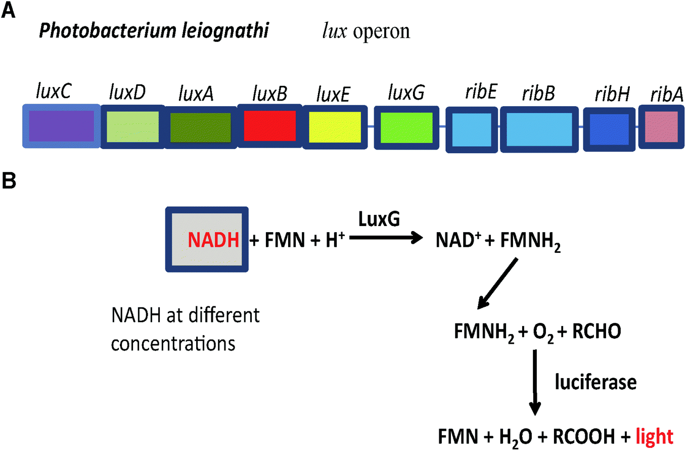 Cloning And Expression Of The Flavin Reductase Luxg From Photobacterium Leiognathi Yl And Its Improvement For Nadh Detection Photochemical Photobiological Sciences Rsc Publishing Doi 10 1039 C9ppa