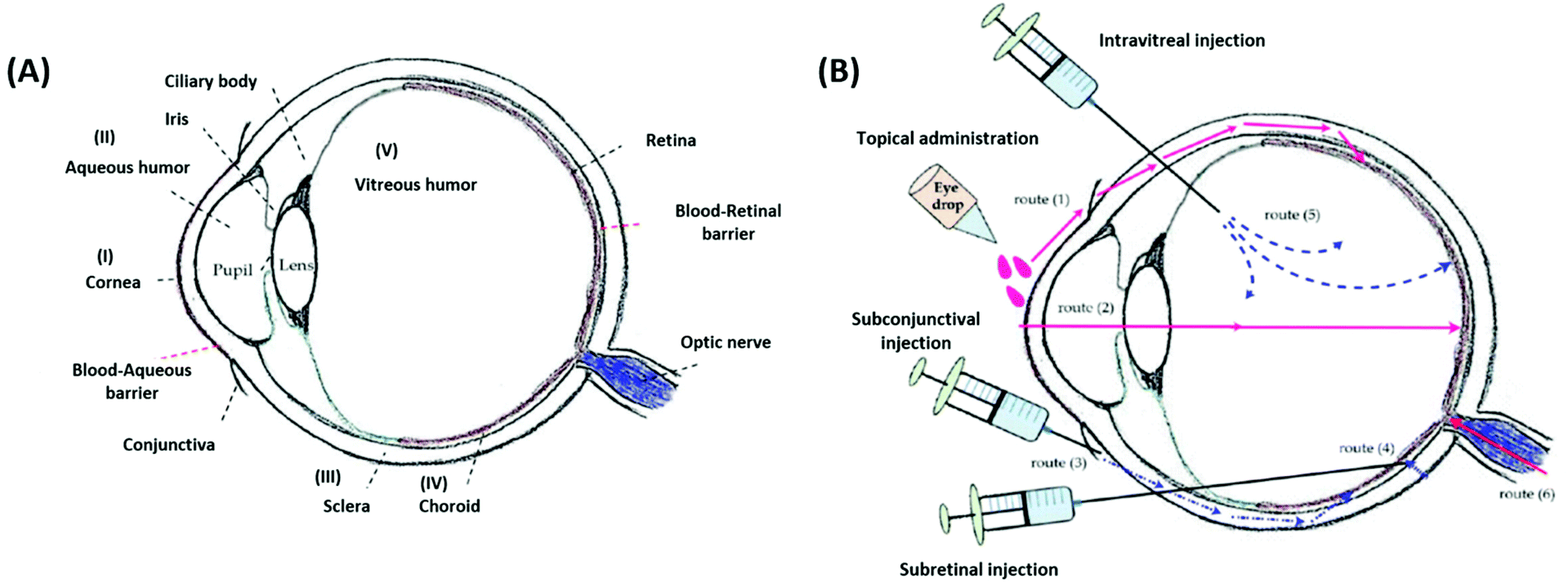 Amination-mediated nano eye-drops with enhanced corneal