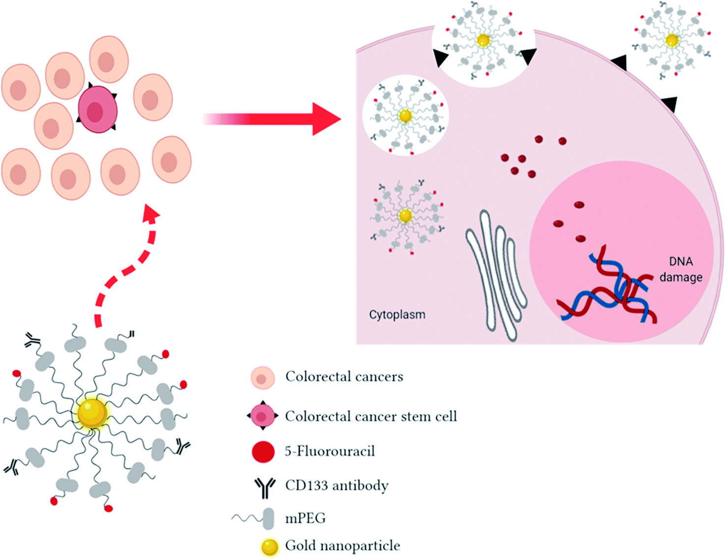Colorectal cancer stem cells: a review of targeted drug delivery by gold  nanoparticles - RSC Advances (RSC Publishing) DOI:10.1039/C9RA08192E