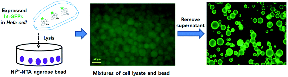 Bead based facile assay for sensitive quantification of native state green  fluorescent protein - RSC Advances (RSC Publishing) DOI:10.1039/C9RA09599C