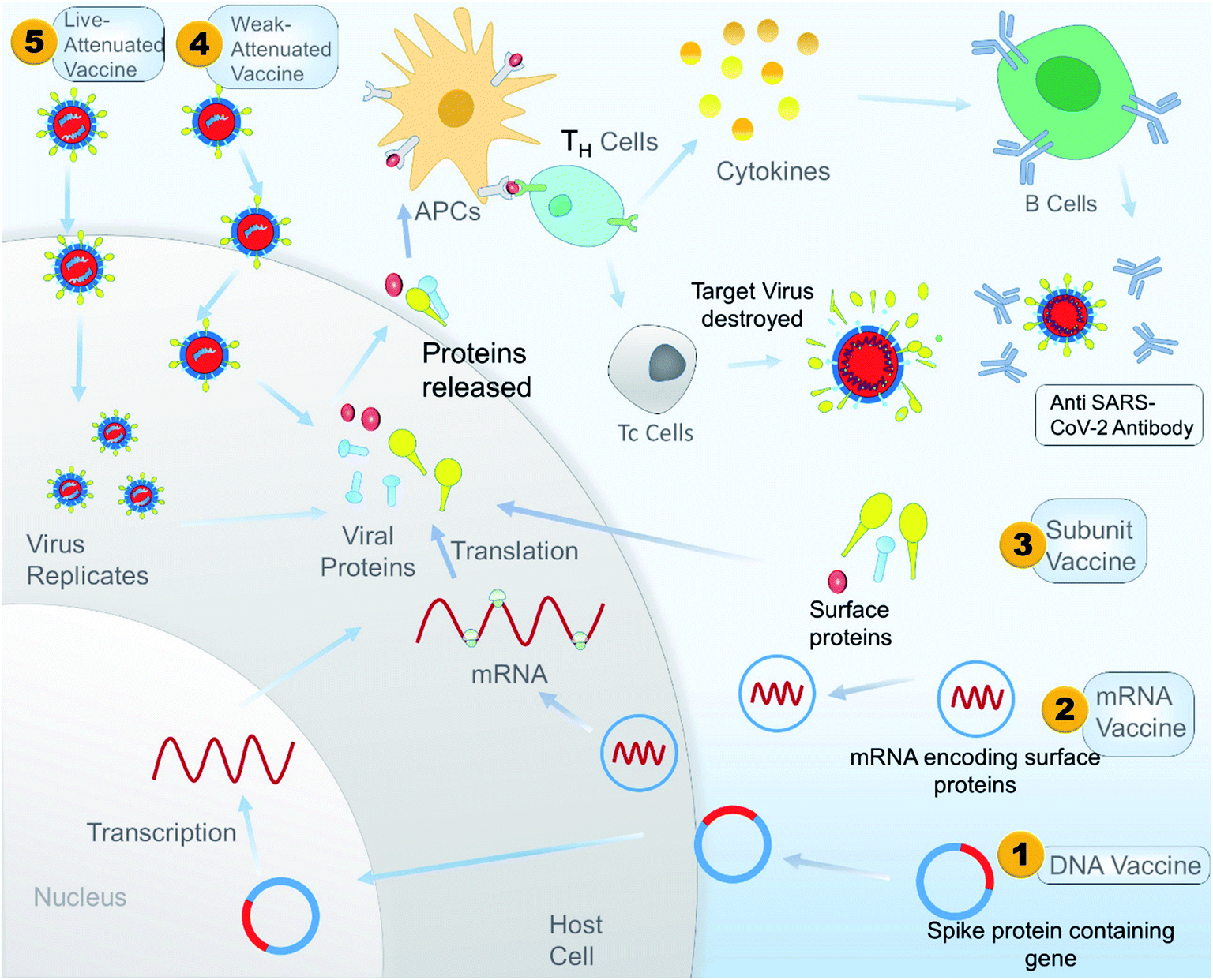 An Overview Of Key Potential Therapeutic Strategies For Combat In The Covid 19 Battle Rsc Advances Rsc Publishing Doi 10 1039 D0rah
