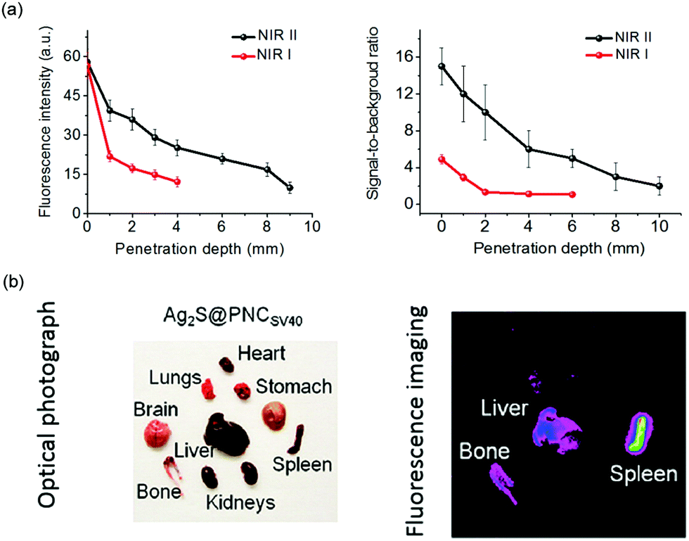 Tumor microenvironment-activated NIR-II reagents for tumor