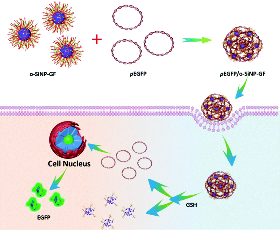 Biodegradable nano-organosilica gene carrier for high-efficiency