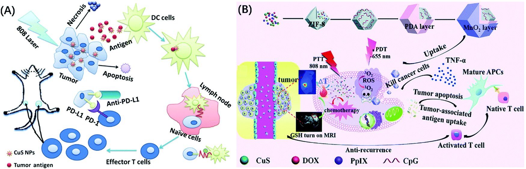 Synthesis, modification and bioapplications of nanoscale copper 