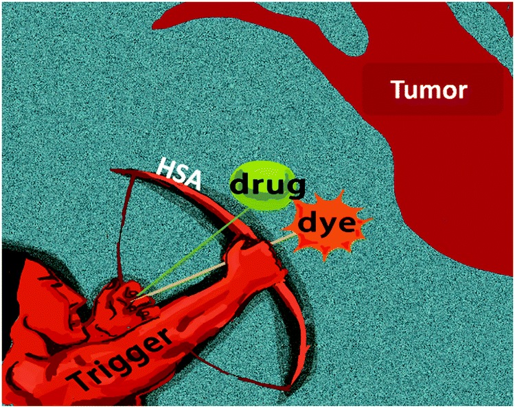 Theranostics System Caged In Human Serum Albumin As A Therapy For Breast Tumors Journal Of Materials Chemistry B Rsc Publishing Doi 10 1039 D0tbh