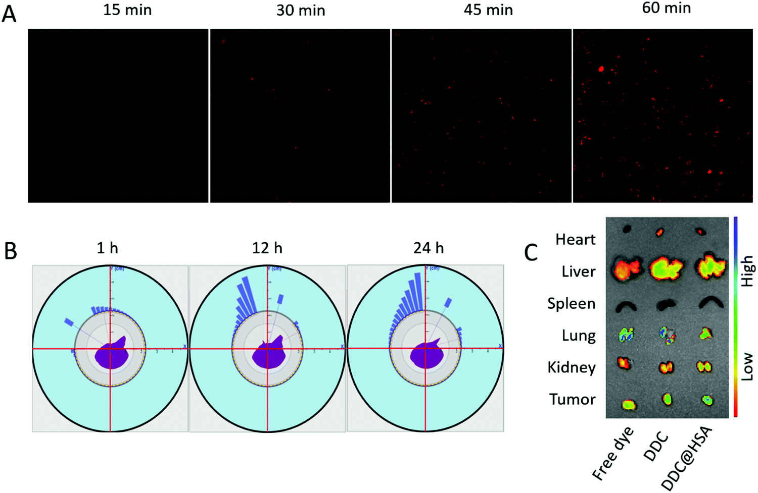 TEM images of micromorphology of (A) HSA and (B) DDC@HSA (scale