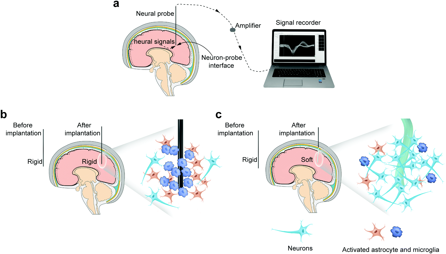 A Fiber Shaped Neural Probe With Alterable Elastic Moduli For Direct Implantation And Stable Electronic Brain Interfaces Journal Of Materials Chemistry B Rsc Publishing Doi 10 1039 D0tbh