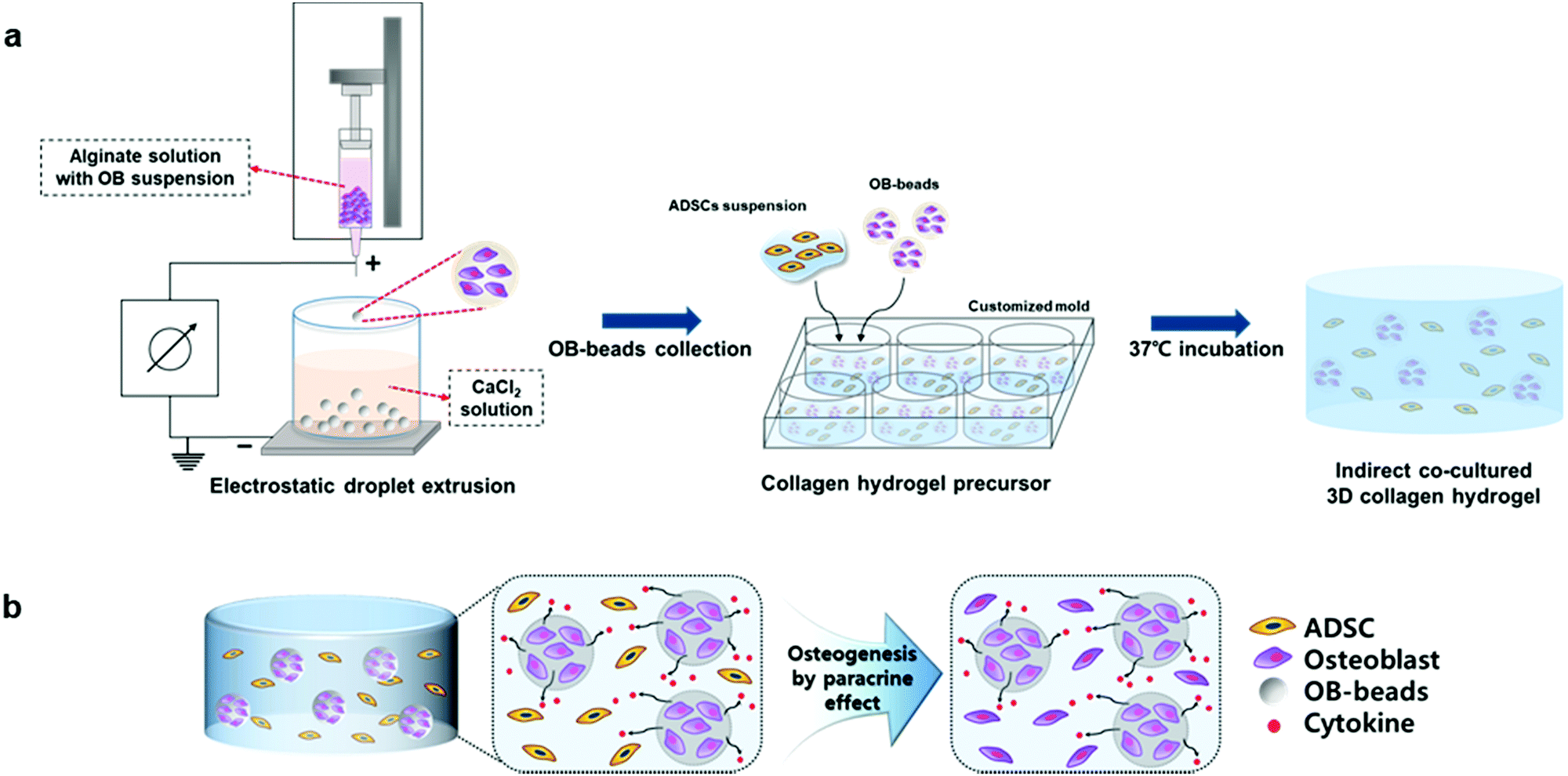 A novel 3D indirect co-culture system based on a collagen hydrogel scaffold  for enhancing the osteogenesis of stem cells - Journal of Materials  Chemistry B (RSC Publishing) DOI:10.1039/D0TB01770A