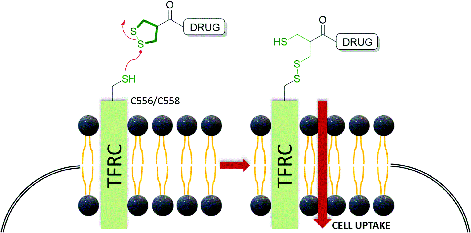 Cationic dynamic covalent polymers for gene transfection