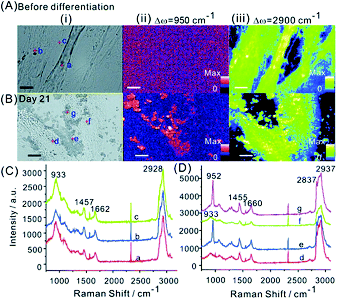 Applications Of Raman Spectroscopy In The Development Of Cell Therapies State Of The Art And Future Perspectives Analyst Rsc Publishing