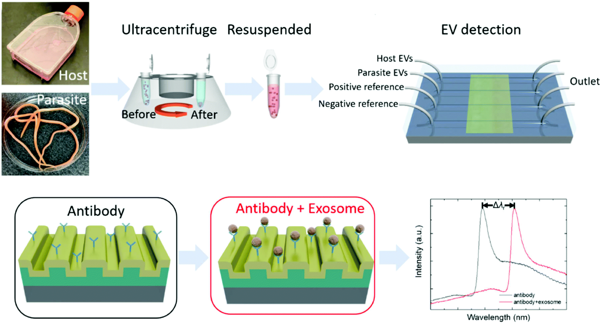 Biosensing Extracellular Vesicles Contribution Of Biomolecules In Affinity Based Methods For Detection And Isolation Analyst Rsc Publishing