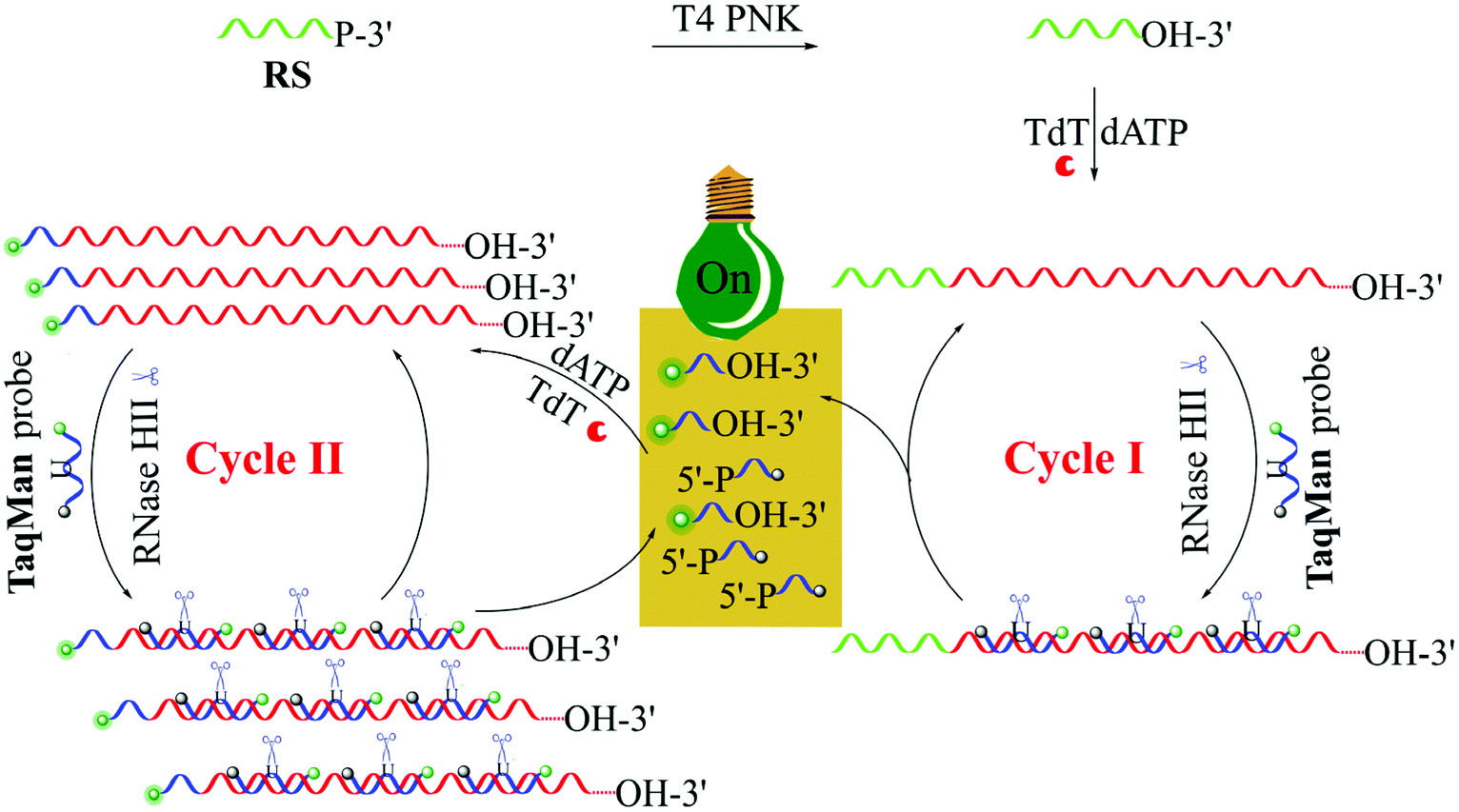 Isothermal Cross Boosting Extension Nicking Reaction Mediated Exponential Signal Amplification For Ultrasensitive Detection Of Polynucleotide Kinase Analyst Rsc Publishing